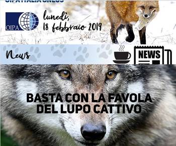 Immagine - Rif.: 'BASTA CON LA FAVOLA DEL LUPO CATTIVO' - Rif.: Oipa - oipa.org - 2019 Febbraio // Iniziativa: https://www.oipa.org/italia/no-caccia-lupi-veneto-protesta/ 