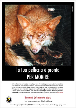 Immagine - Rif.:  www.campagneperglianimali.org  -  CAMPAGNE PER GLI ANIMALI